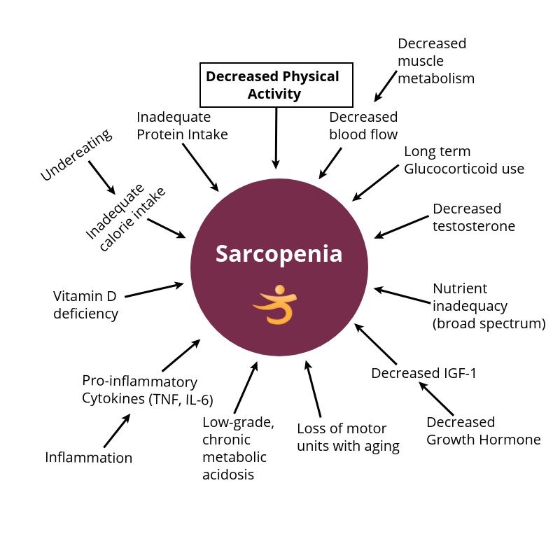 Muscle Loss With Aging Are At Risk For Sarcopenia?