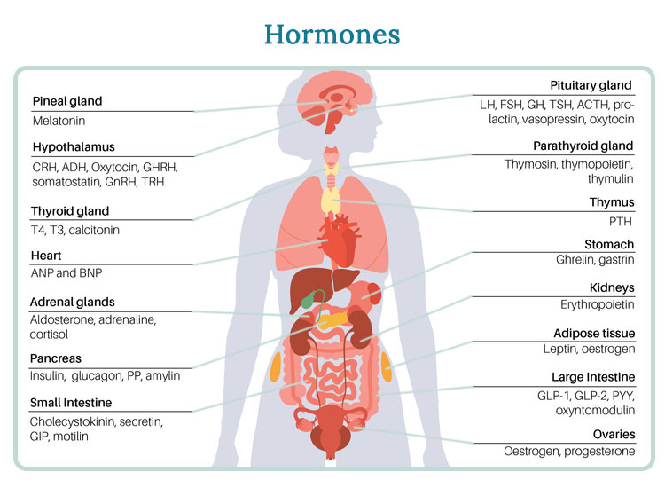 Hormone balance and metabolic health