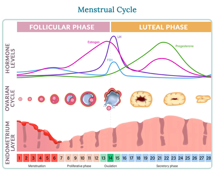 Food Charts For Each Phase of Your Menstrual Cycle