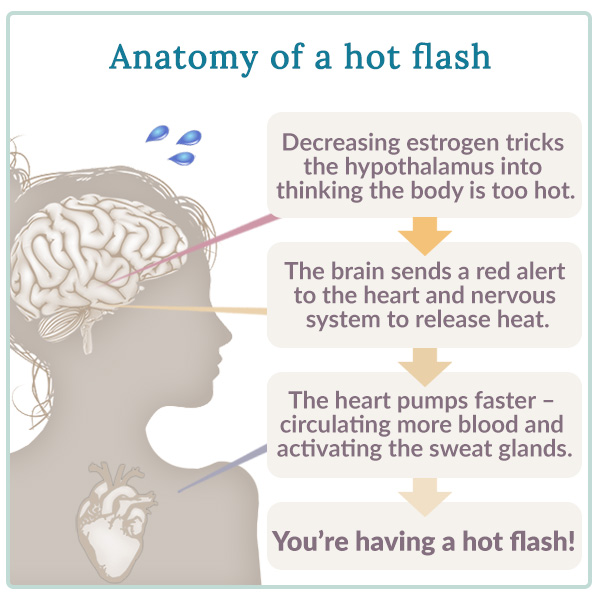 anatomy of a hot flash