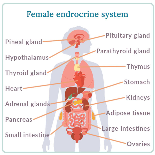 illustration of a woman’s endocrine system which is vulnerable to toxins and pollution