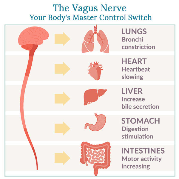 The Vagus Nerve: your Body's Master Control Switch