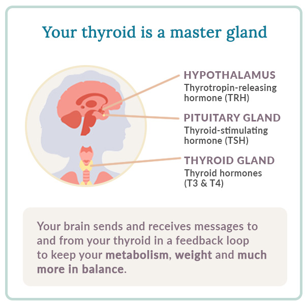 your thyroid is a master gland